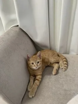 S.N 様のお迎えした子猫