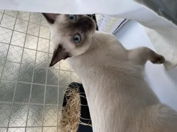 K.K 様のお迎えした子猫