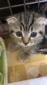 M.O 様のお迎えした子猫