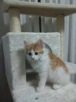 樹々 様のお迎えした子猫