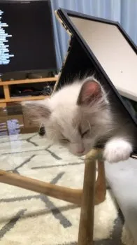 陽 様のお迎えした子猫