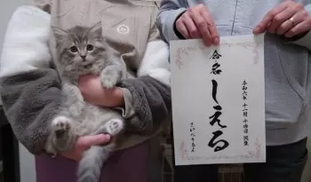 しえる 様のお迎えした子猫