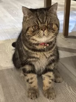 やっさん 様のお迎えした子猫