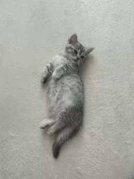 C.Y 様のお迎えした子猫