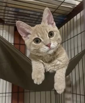 T.S 様のお迎えした子猫