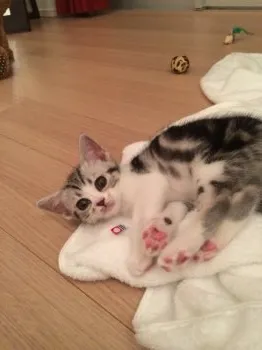 maaco 様のお迎えした子猫