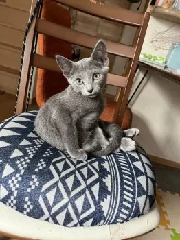 F 様のお迎えした子猫