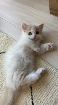 y.i. 様のお迎えした子猫