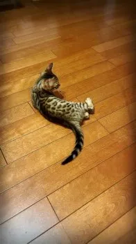 Mika 様のお迎えした子猫