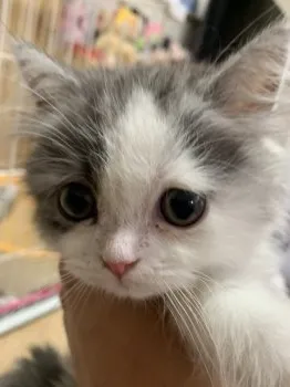 H.S 様のお迎えした子猫