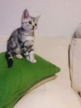 ヒロ 様のお迎えした子猫