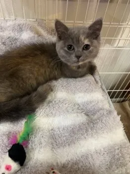 Y.T 様のお迎えした子猫