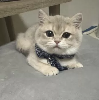 Y.Y 様のお迎えした子猫