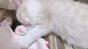 M 様のお迎えした子猫