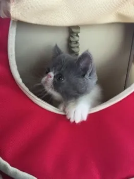 山葵 様のお迎えした子猫