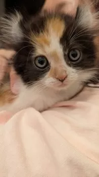 M.M 様のお迎えした子猫