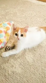 きみえーる 様のお迎えした子猫