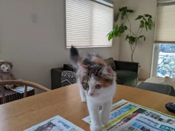 あべ 様のお迎えした子猫