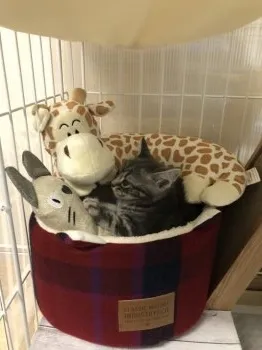 アトム 様のお迎えした子猫