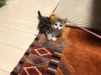 S 様のお迎えした子猫
