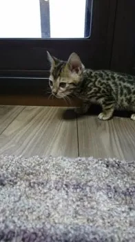 ティナまま 様のお迎えした子猫