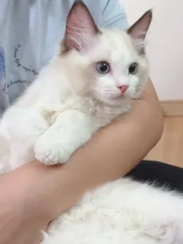 cocoa 様のお迎えした子猫