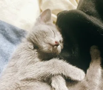 Jazz Moon 様のお迎えした子猫