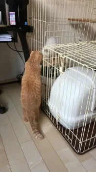やま 様のお迎えした子猫