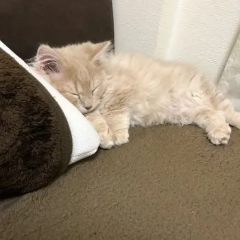 N.N 様のお迎えした子猫