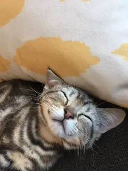 ゴロゴロ 様のお迎えした子猫