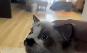 Y.T 様のお迎えした子猫