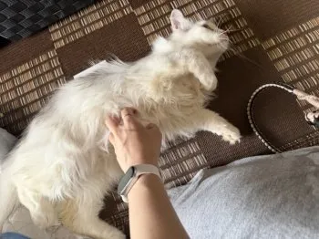 Y.Ｉ 様のお迎えした子猫