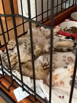 T.O 様のお迎えした子猫