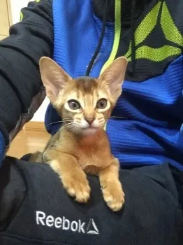 A.S. 様のお迎えした子猫