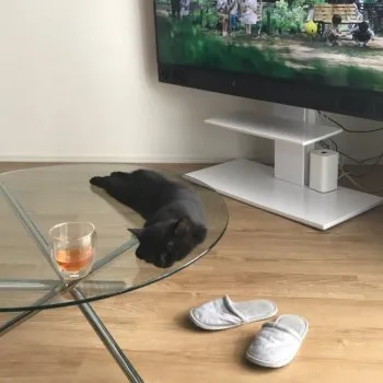 ポー・ダ・ポー 様のお迎えした子猫
