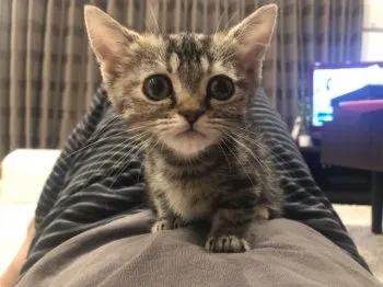 ひろ 様のお迎えした子猫