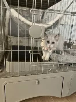 E.K 様のお迎えした子猫