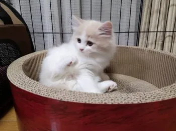 S.T. 様のお迎えした子猫