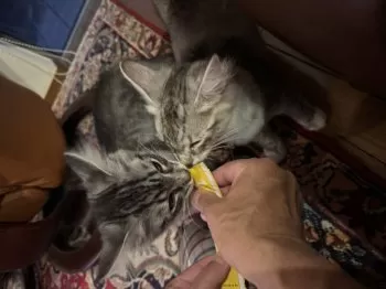 K.T 様のお迎えした子猫