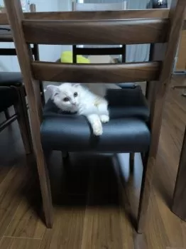 poyonto 様のお迎えした子猫