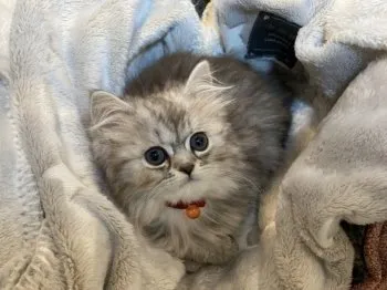 まりん 様のお迎えした子猫