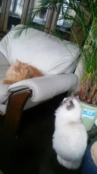 メイままん 様のお迎えした子猫