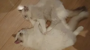 とまと 様のお迎えした子猫