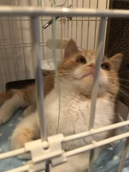 T.S 様のお迎えした子猫