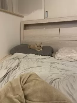 たまこ 様のお迎えした子猫