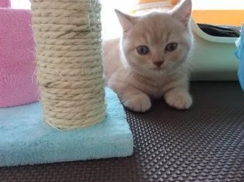 まるび 様のお迎えした子猫