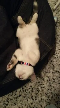 こな 様のお迎えした子猫