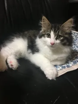 まゆ 様のお迎えした子猫