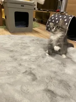 M.M 様のお迎えした子猫