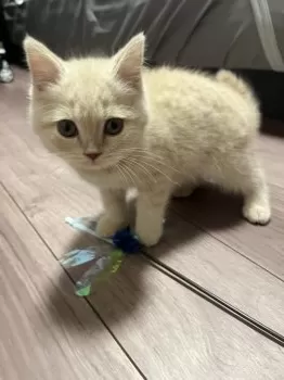 H.K 様のお迎えした子猫